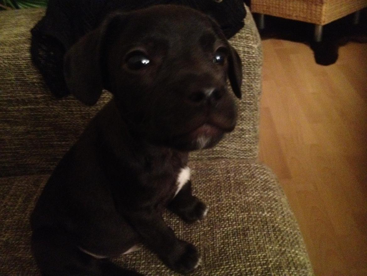 Blanding af racer Basse billede 5