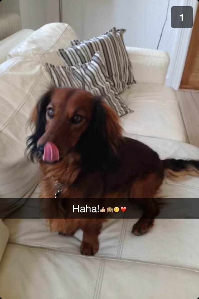 Miniature gravhund Balou billede 1