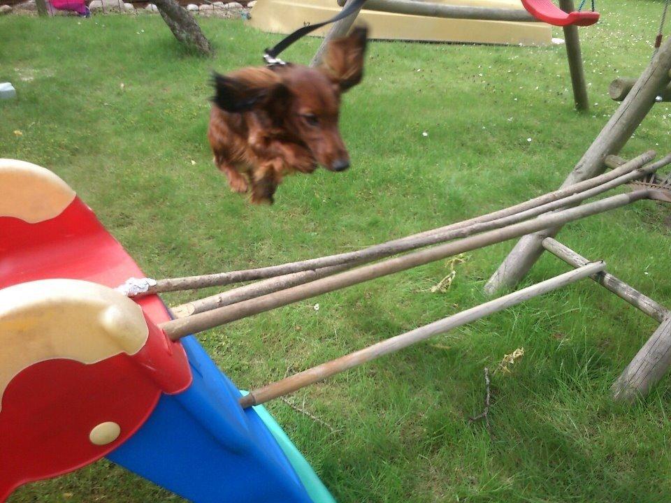 Miniature gravhund Balou billede 2