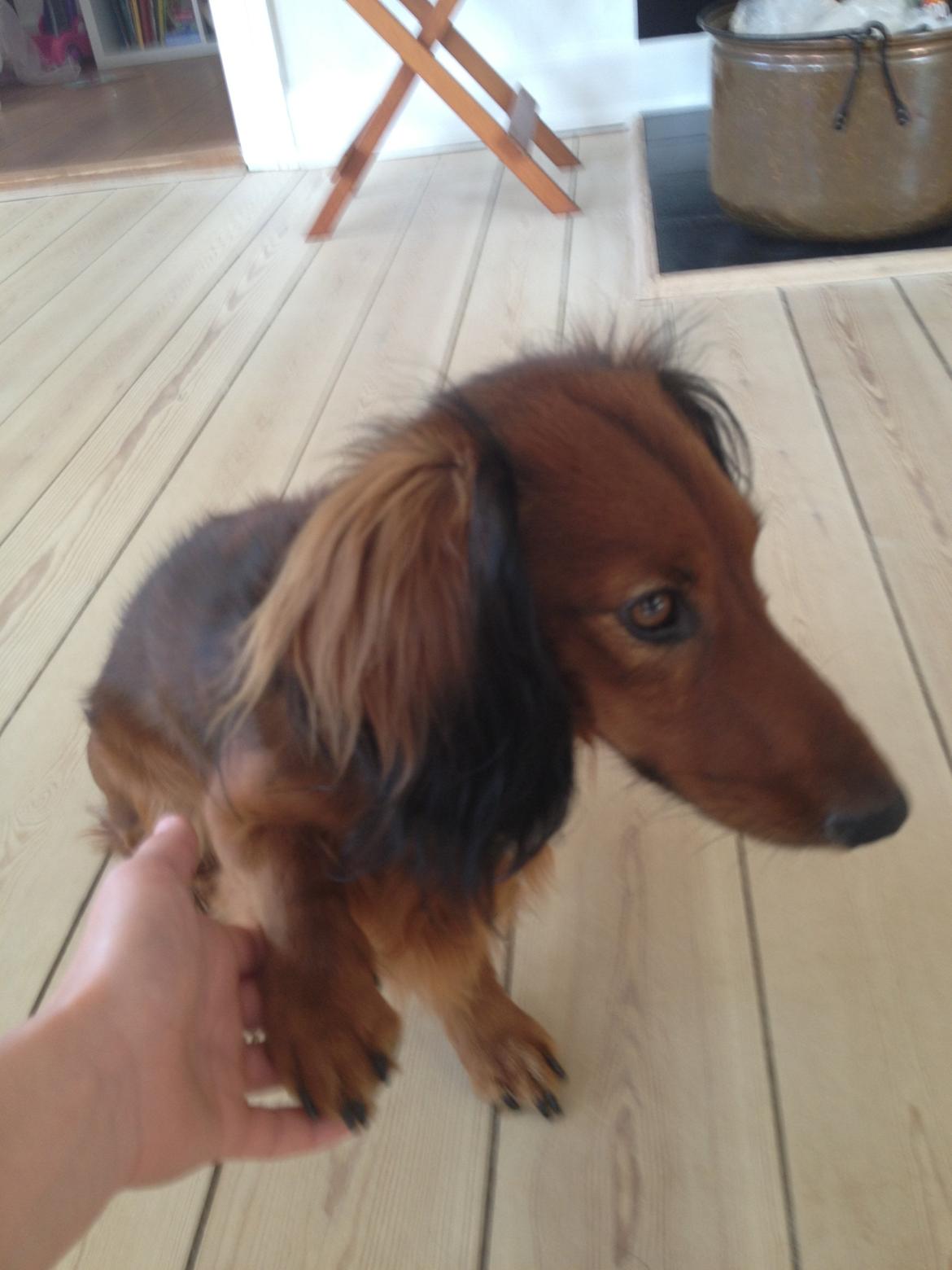 Miniature gravhund Balou billede 3