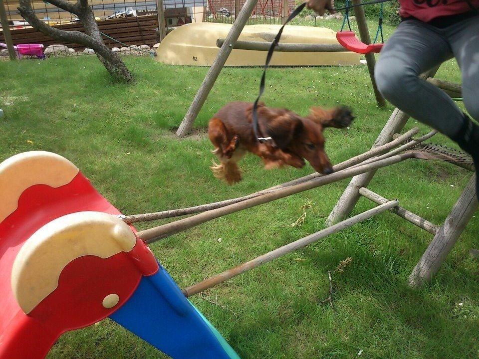 Miniature gravhund Balou billede 4