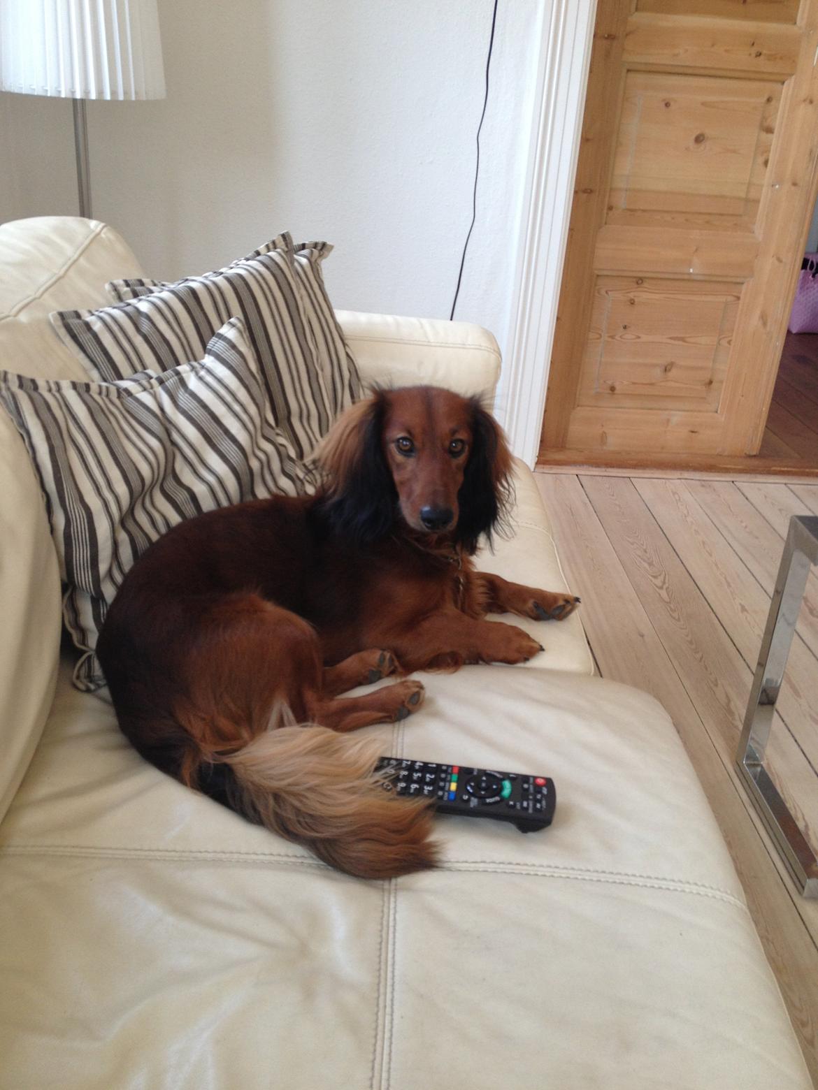 Miniature gravhund Balou billede 5
