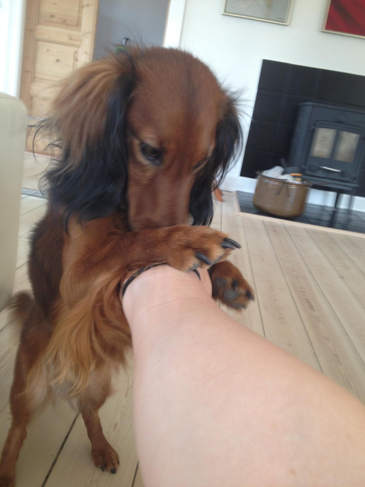 Miniature gravhund Balou billede 6