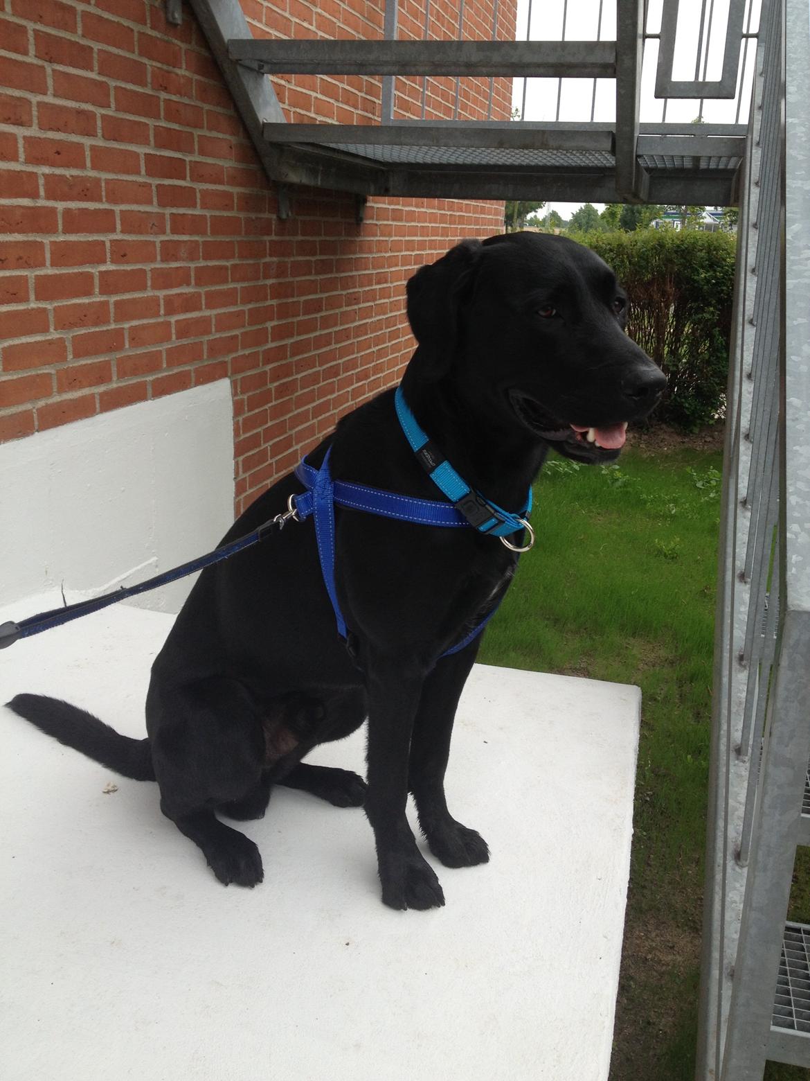 Labrador retriever Balou billede 18