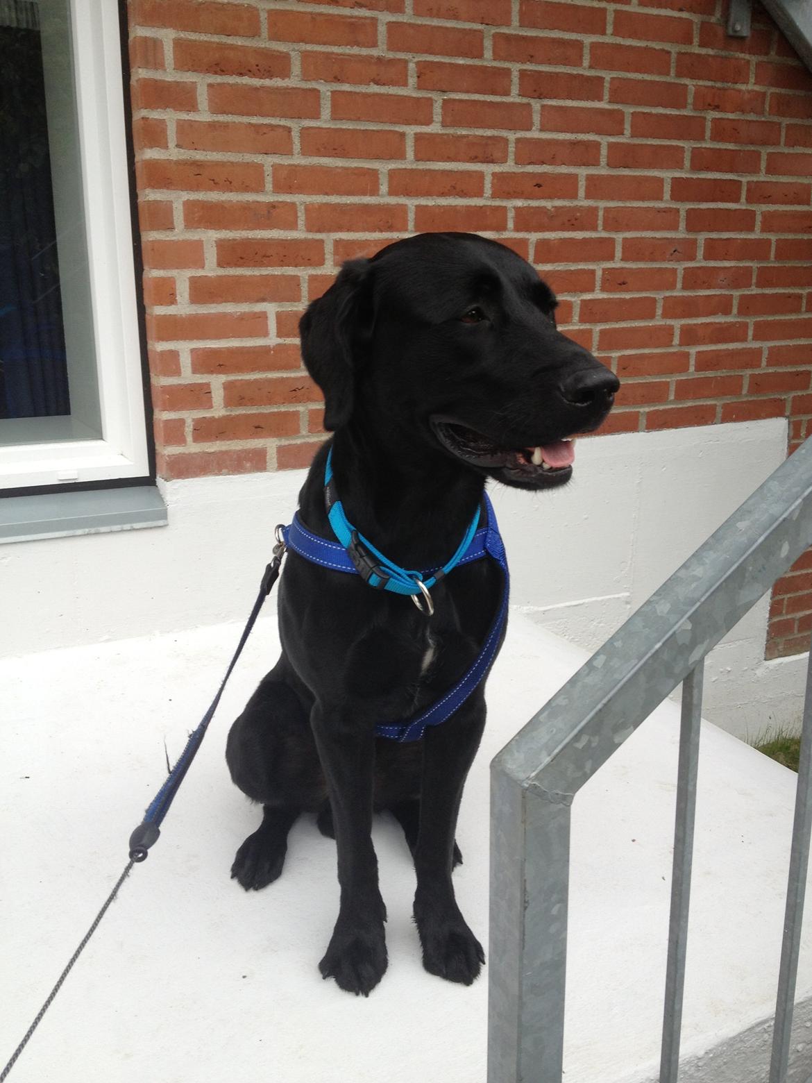 Labrador retriever Balou billede 19