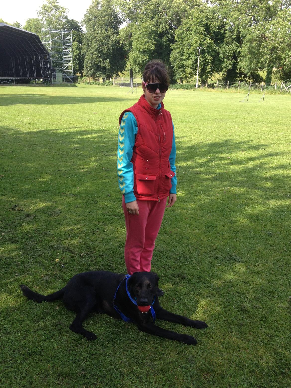 Labrador retriever Balou billede 20