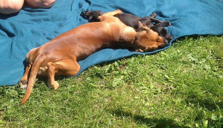 Blanding af racer Basse billede 8