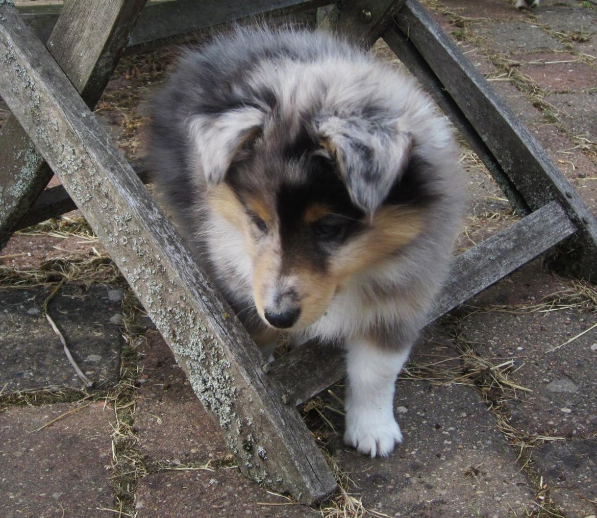 Shetland sheepdog Jenner's Blue Casanova - 7 uger gammel billede 4