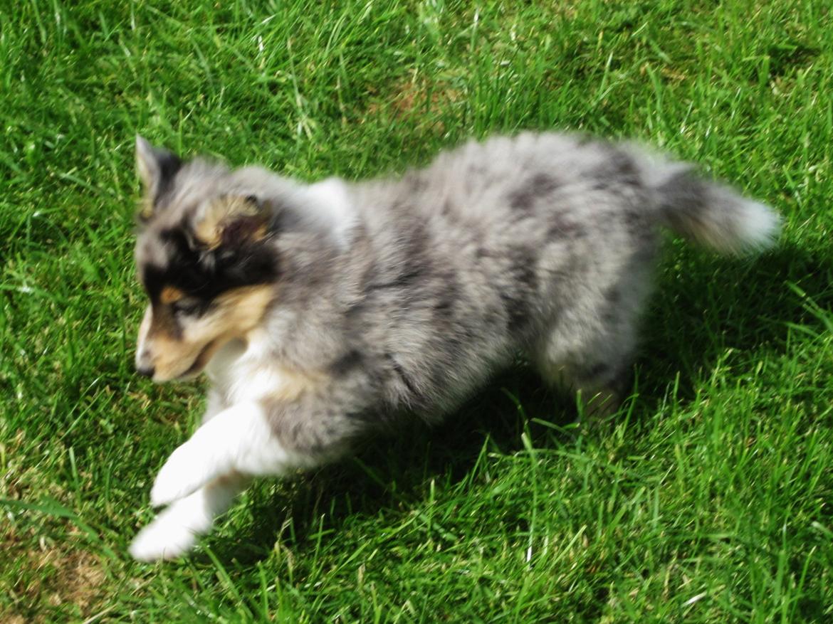 Shetland sheepdog Jenner's Blue Casanova - 7 uger gammel billede 5