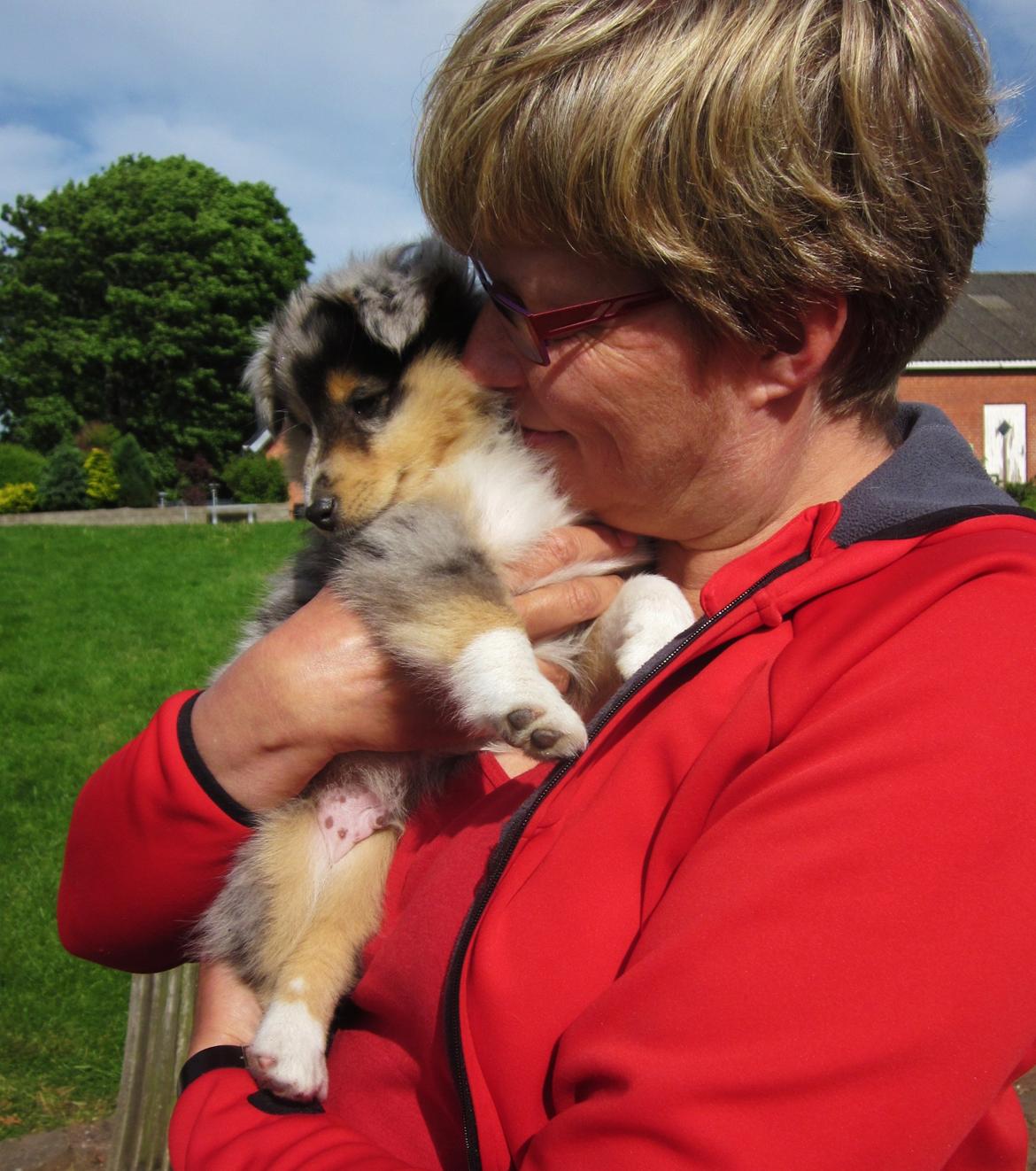 Shetland sheepdog Jenner's Blue Casanova - Min mor og Nova, 7 uger gammel billede 10