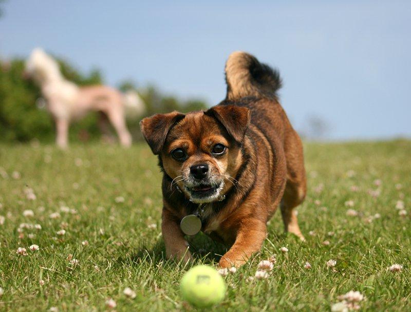 Blanding af racer Lilly - Glade Lilly - *7. Juli 2013* billede 9