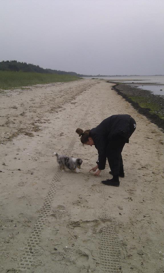 Shetland sheepdog Jenner's Blue Casanova - Mig og Nova på stranden - der graves! billede 19