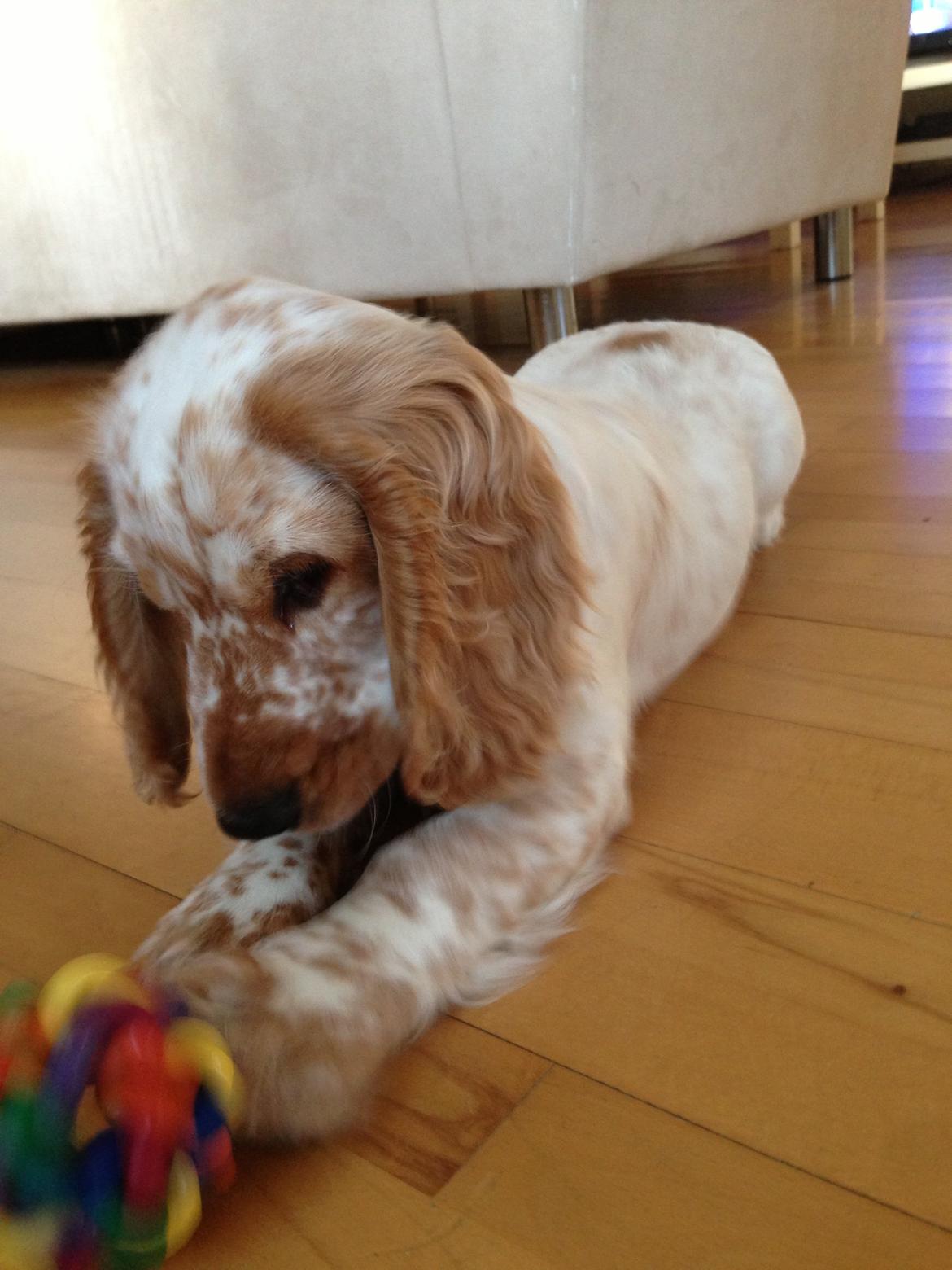 Cocker spaniel Simba billede 1