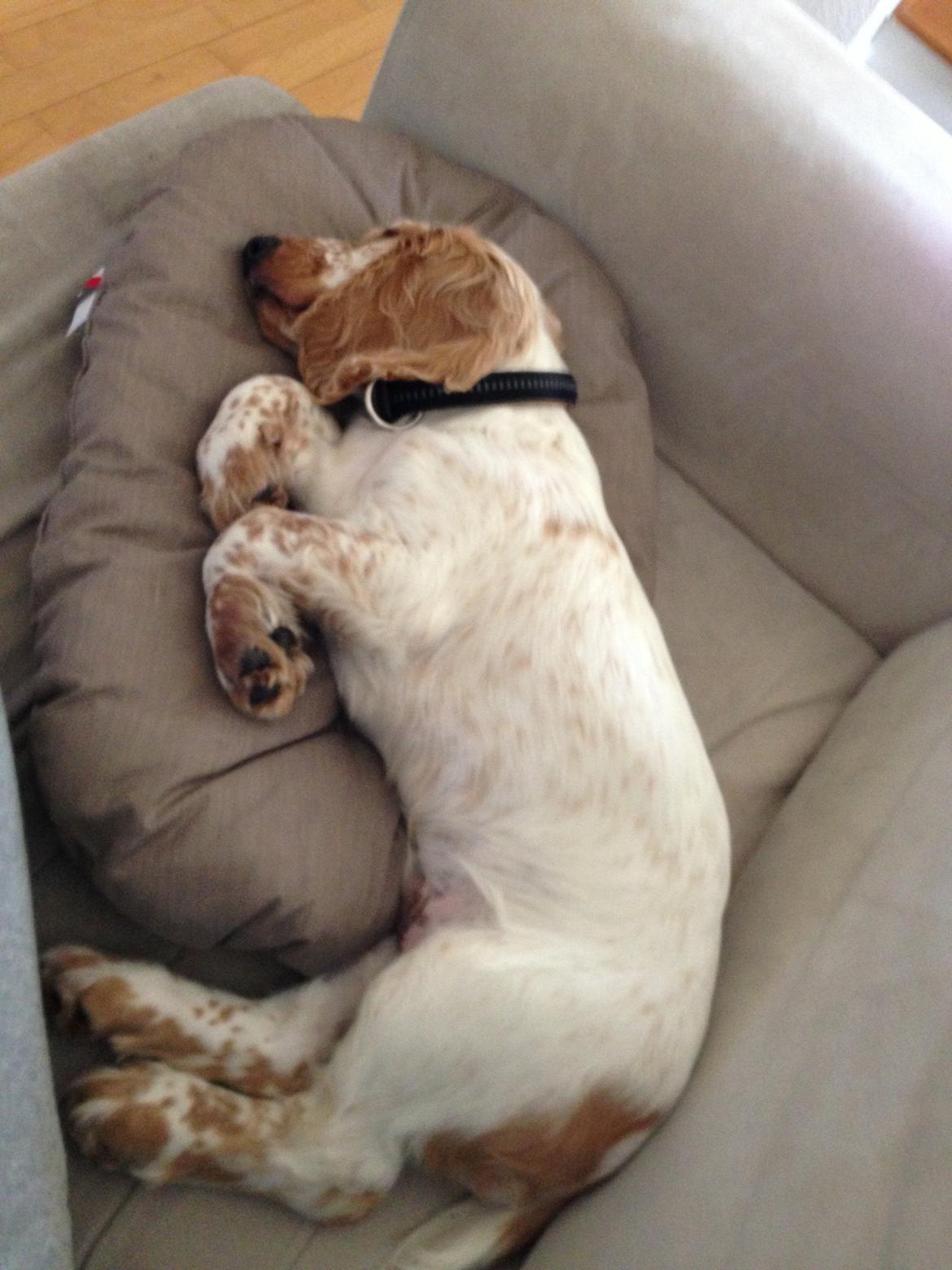 Cocker spaniel Simba billede 2