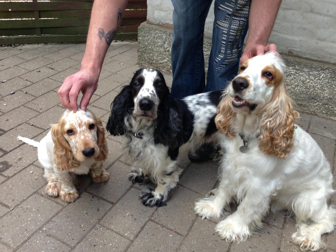 Cocker spaniel Simba billede 4