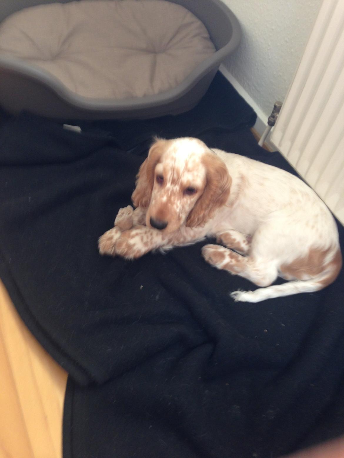 Cocker spaniel Simba billede 3