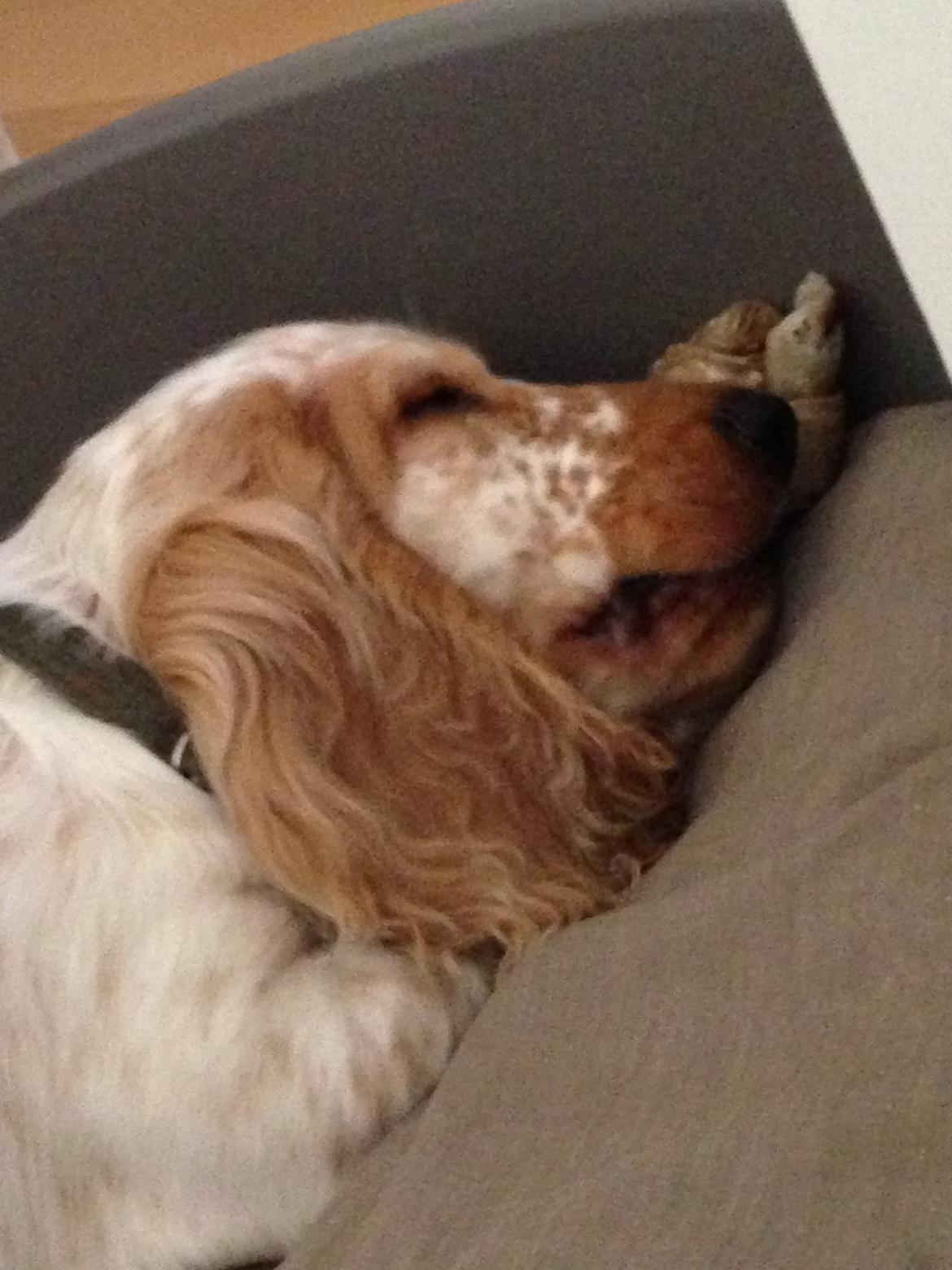 Cocker spaniel Simba billede 6