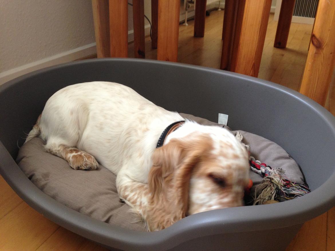 Cocker spaniel Simba billede 5