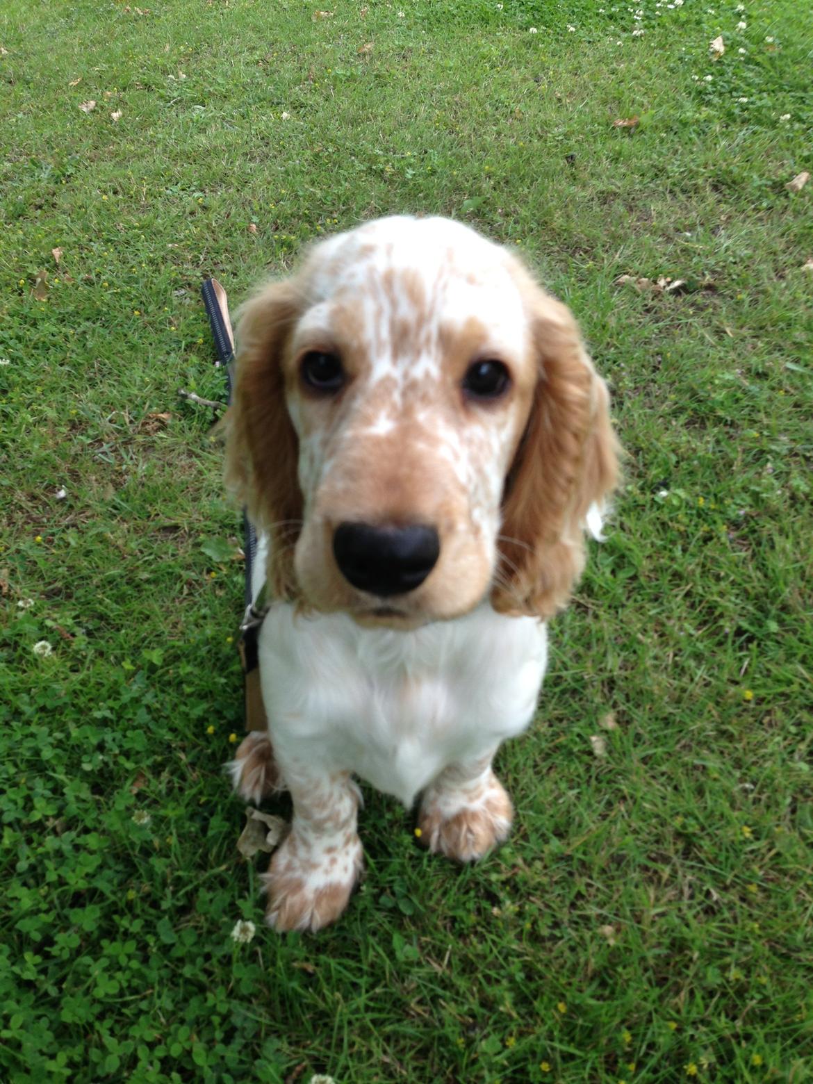 Cocker spaniel Simba billede 7