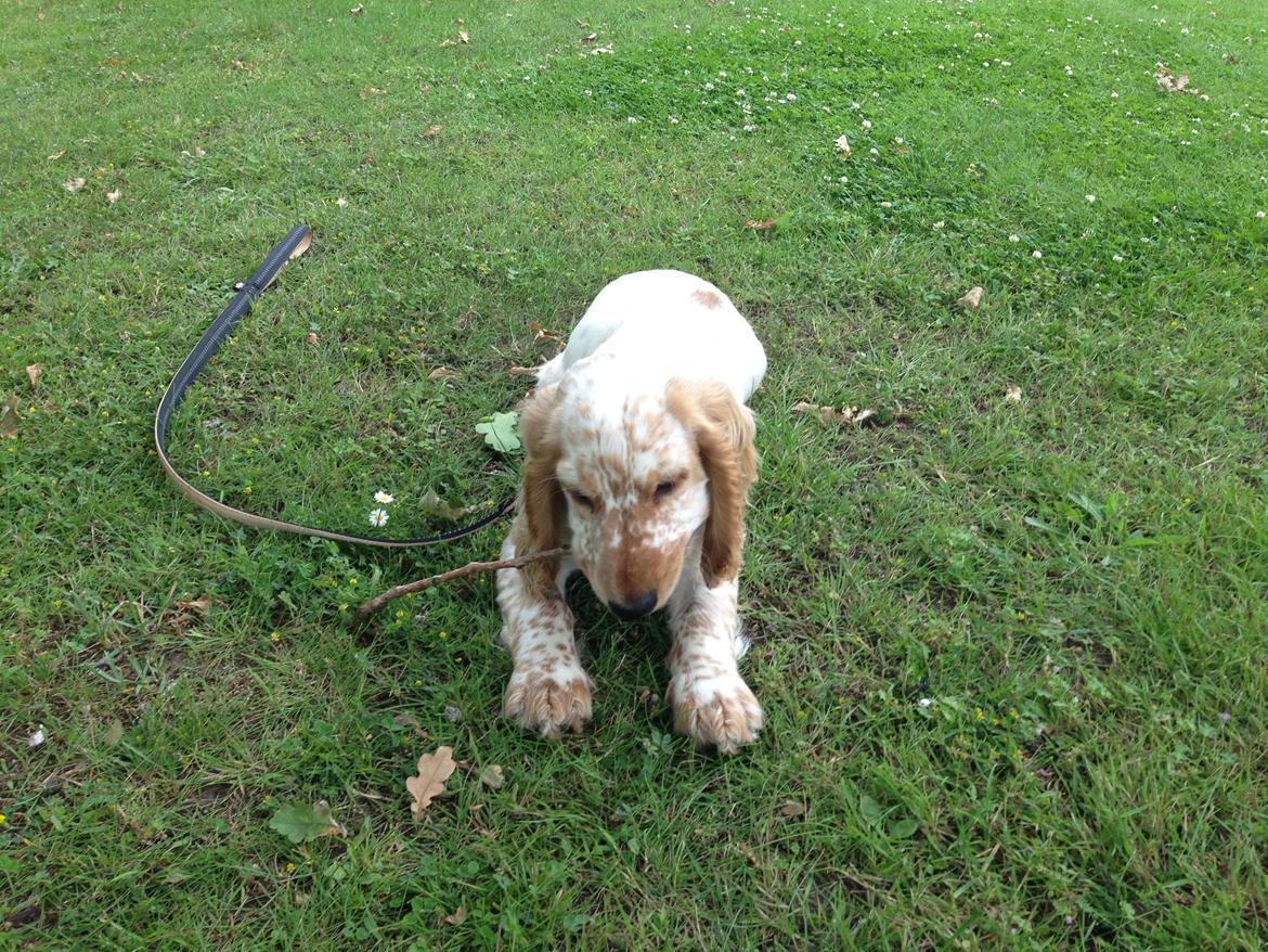 Cocker spaniel Simba billede 8