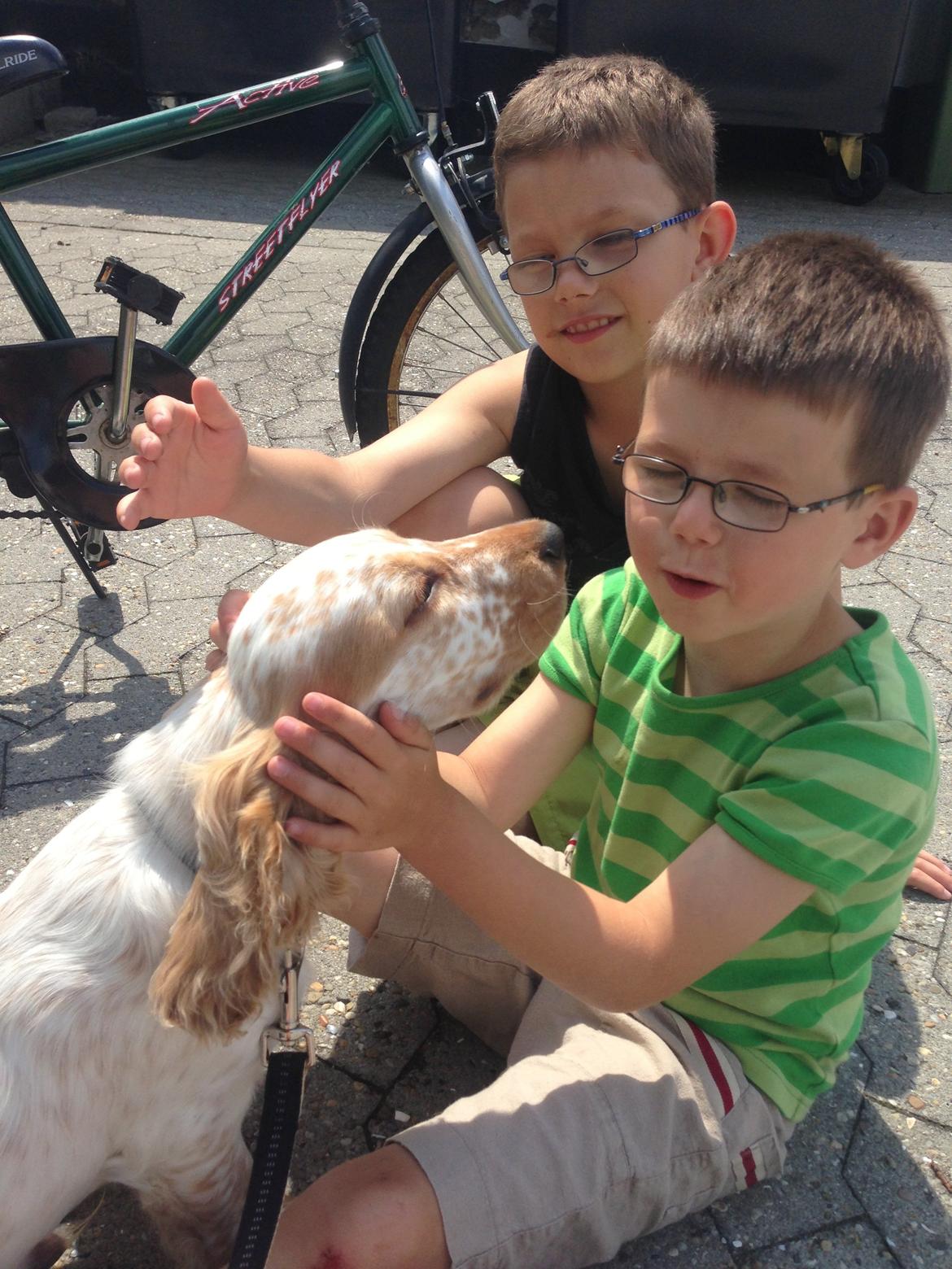 Cocker spaniel Simba billede 9