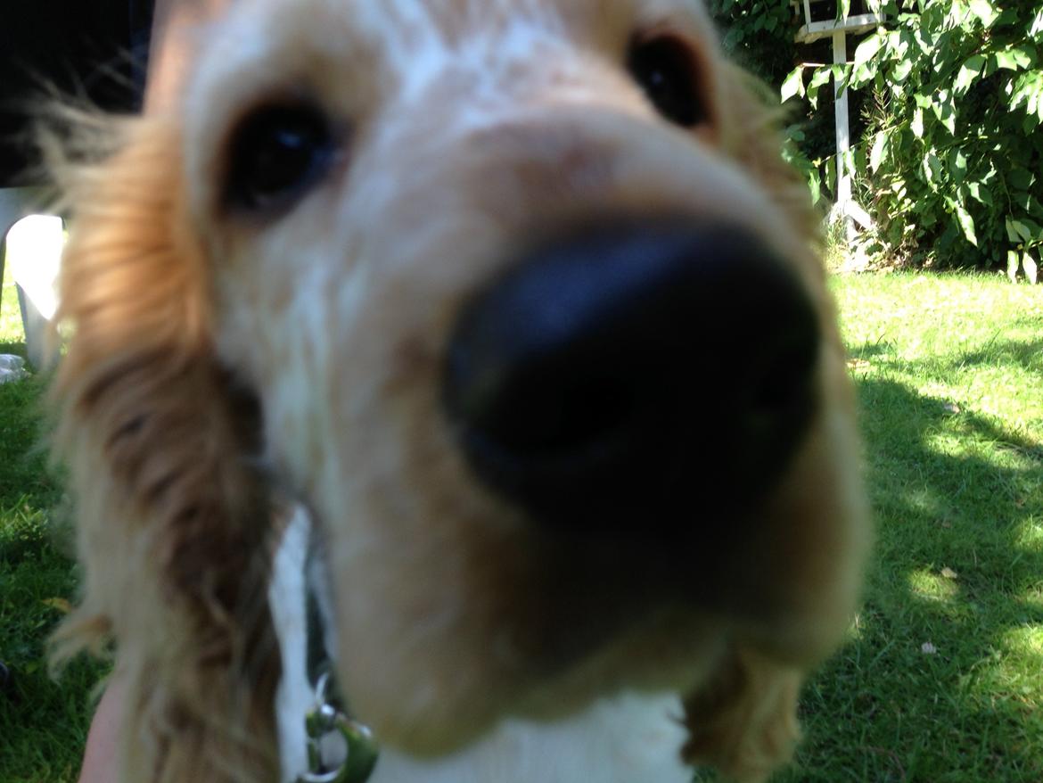 Cocker spaniel Simba billede 10