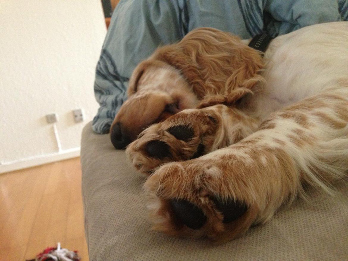 Cocker spaniel Simba billede 11