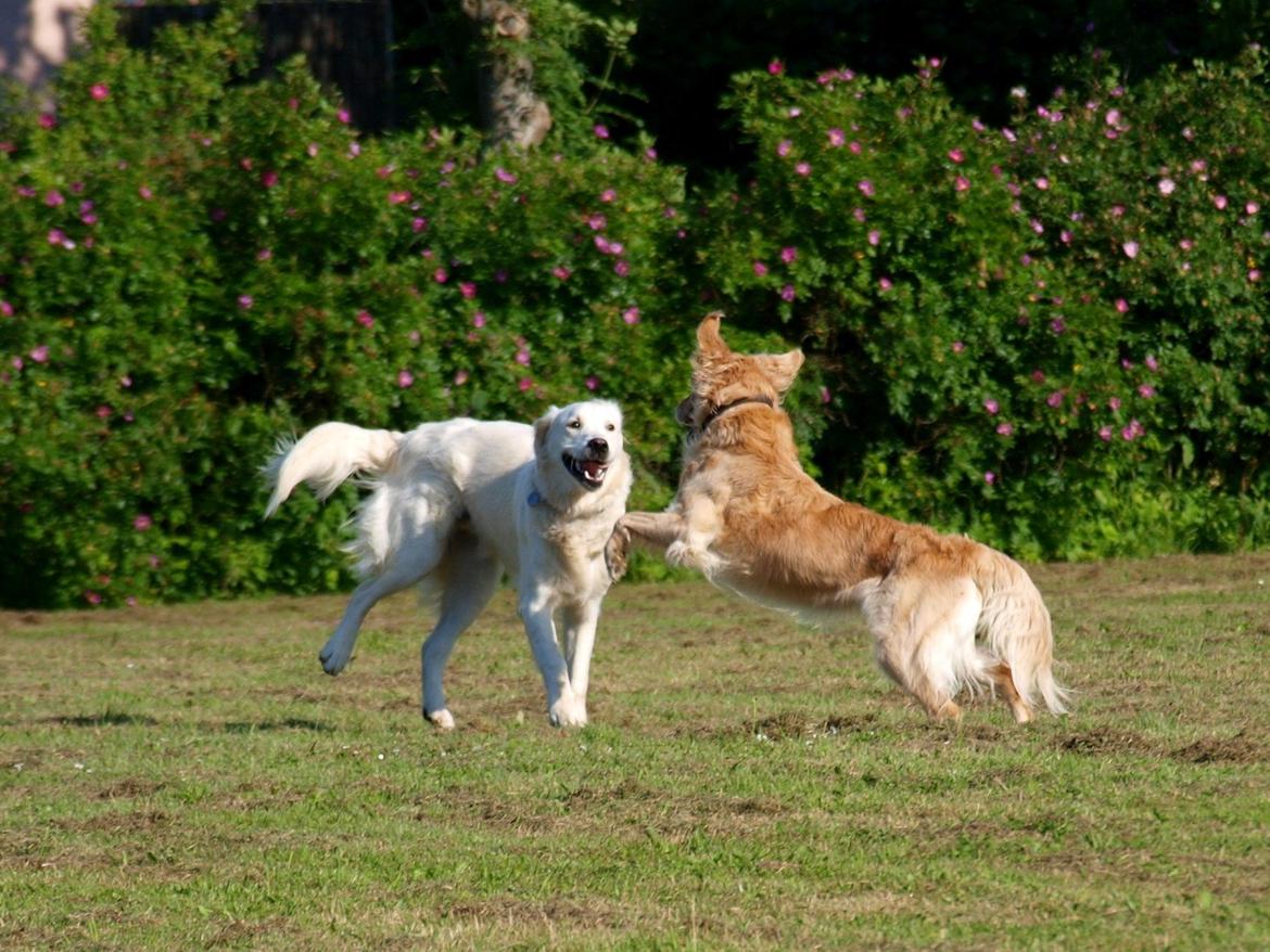 Golden retriever Elvis - Soffy og Elvis billede 2