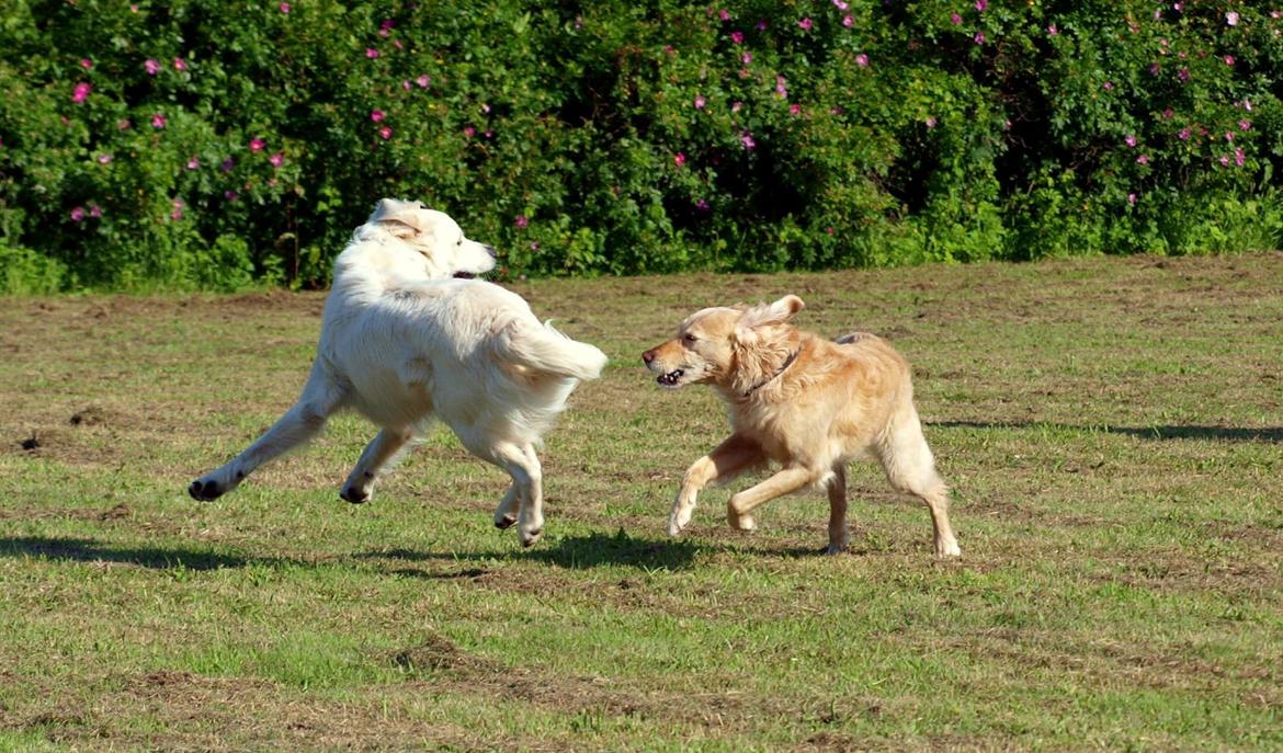 Golden retriever Elvis billede 3