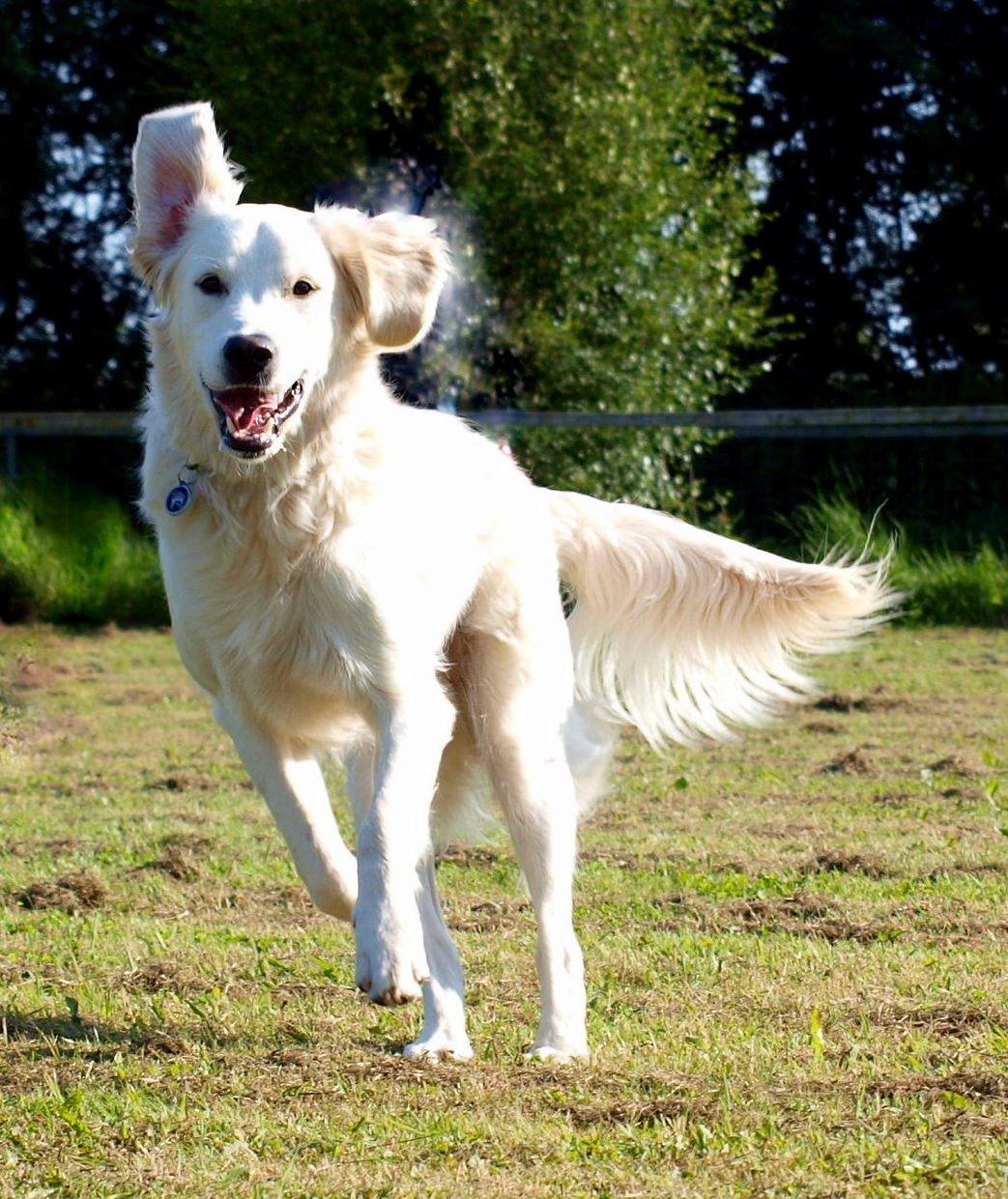 Golden retriever Elvis billede 4