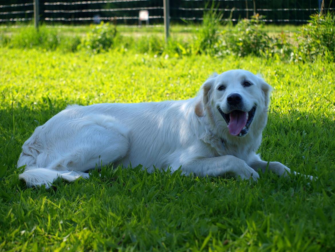 Golden retriever Elvis billede 5