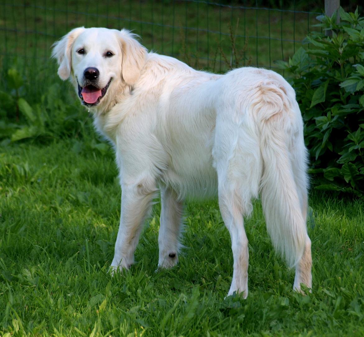 Golden retriever Elvis billede 6