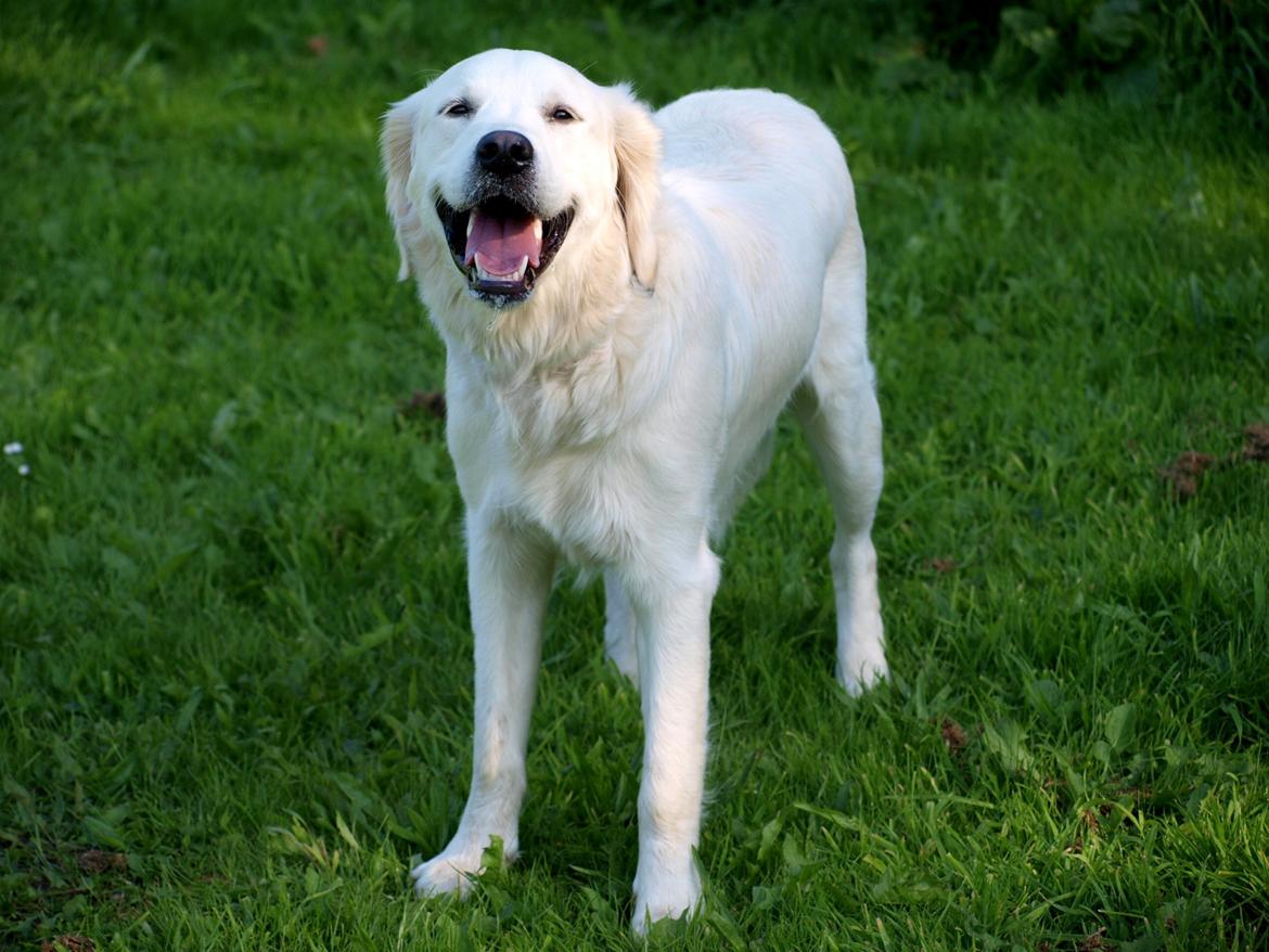 Golden retriever Elvis billede 7