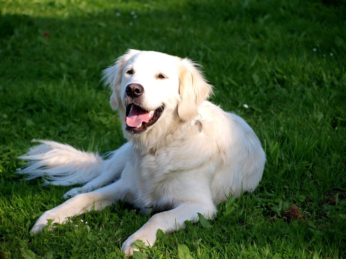 Golden retriever Elvis billede 8