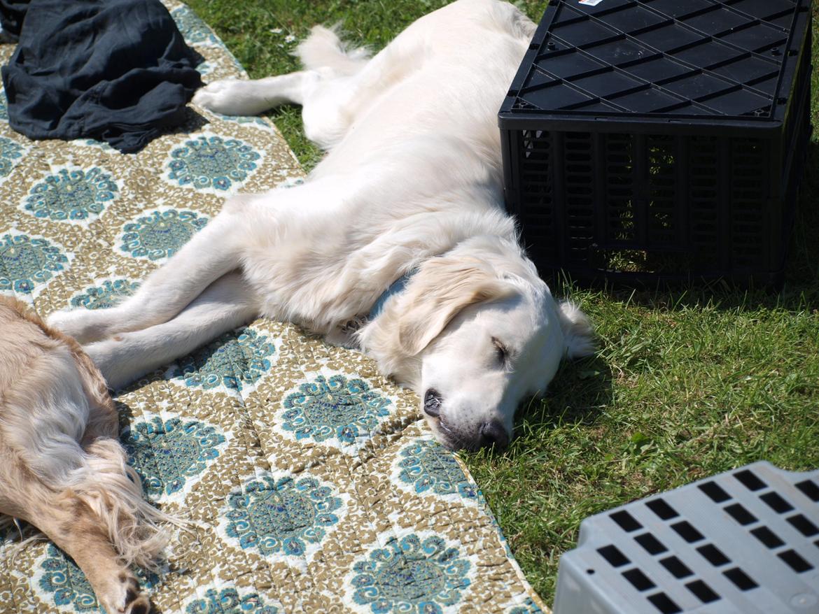 Golden retriever Elvis billede 9