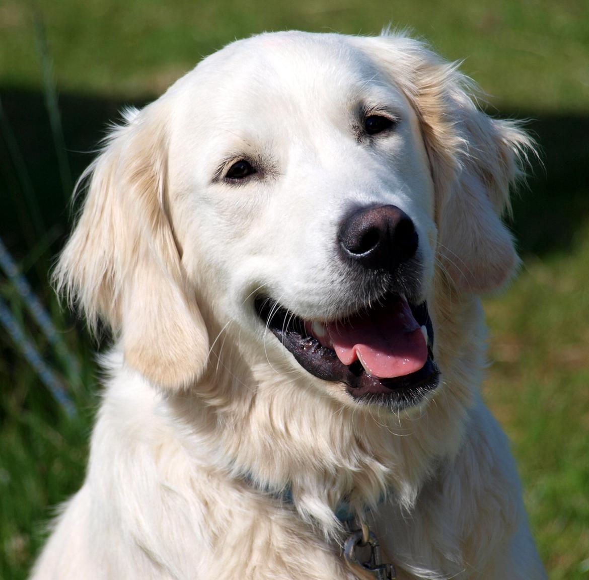 Golden retriever Elvis billede 10
