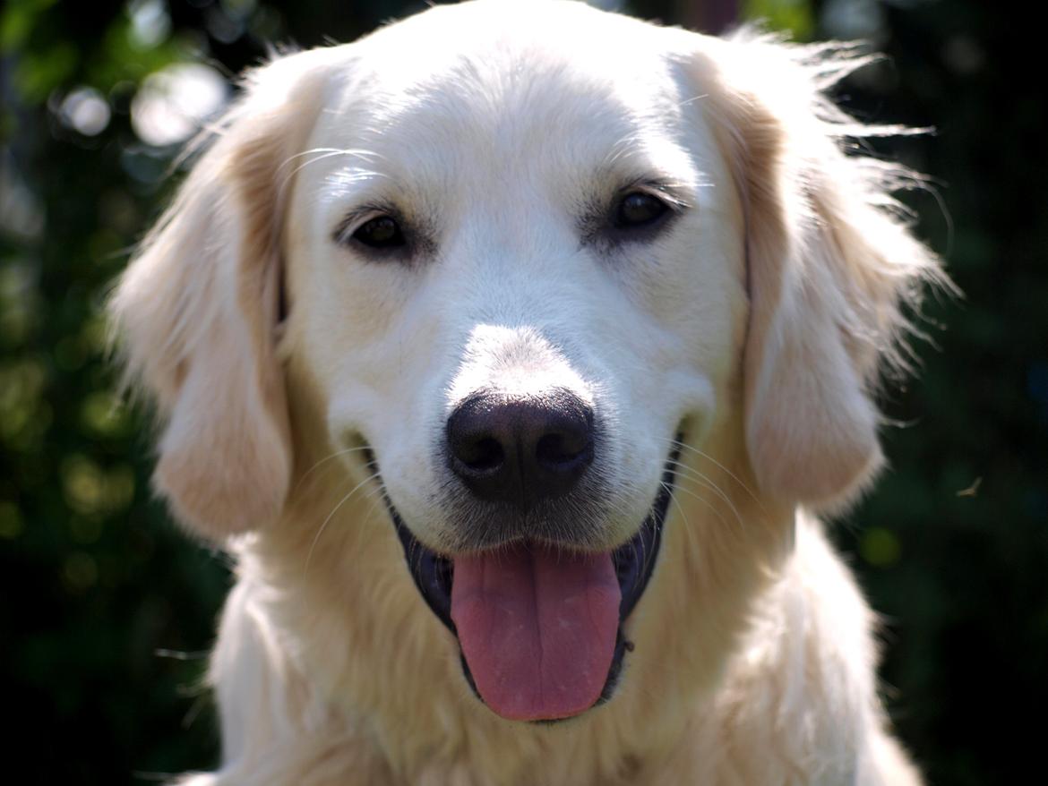 Golden retriever Elvis - Elvis 12 mdr. billede 1