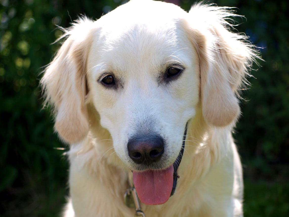 Golden retriever Elvis billede 11