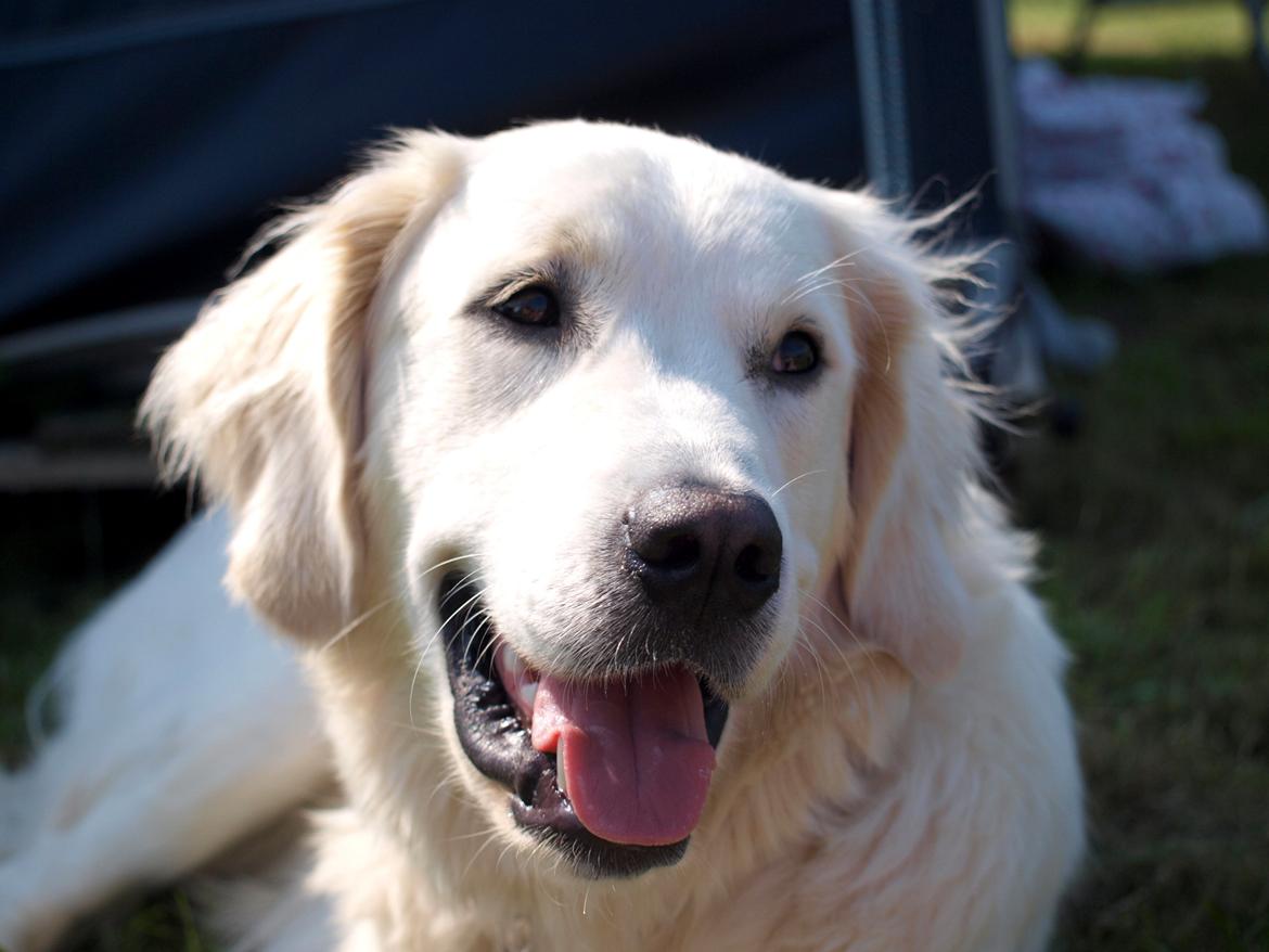 Golden retriever Elvis billede 12