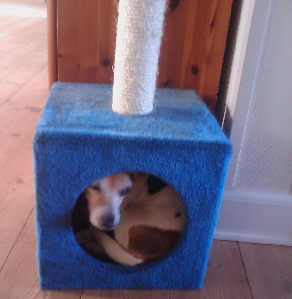 Jack russell terrier Jackie billede 20