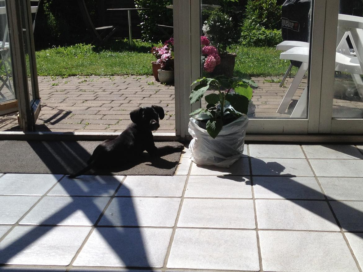 Blanding af racer Basse billede 9