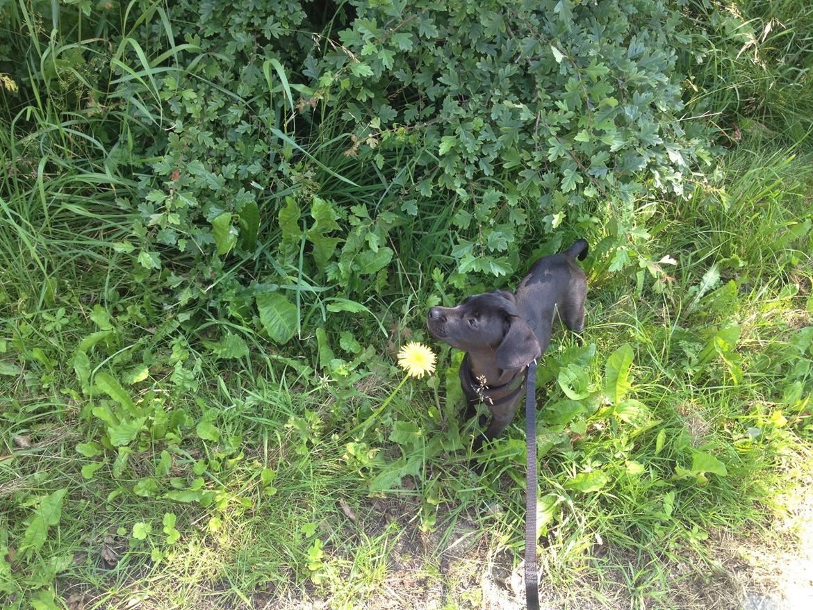 Blanding af racer Basse billede 10