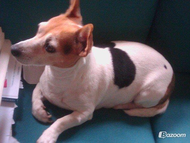 Jack russell terrier Jackie billede 24