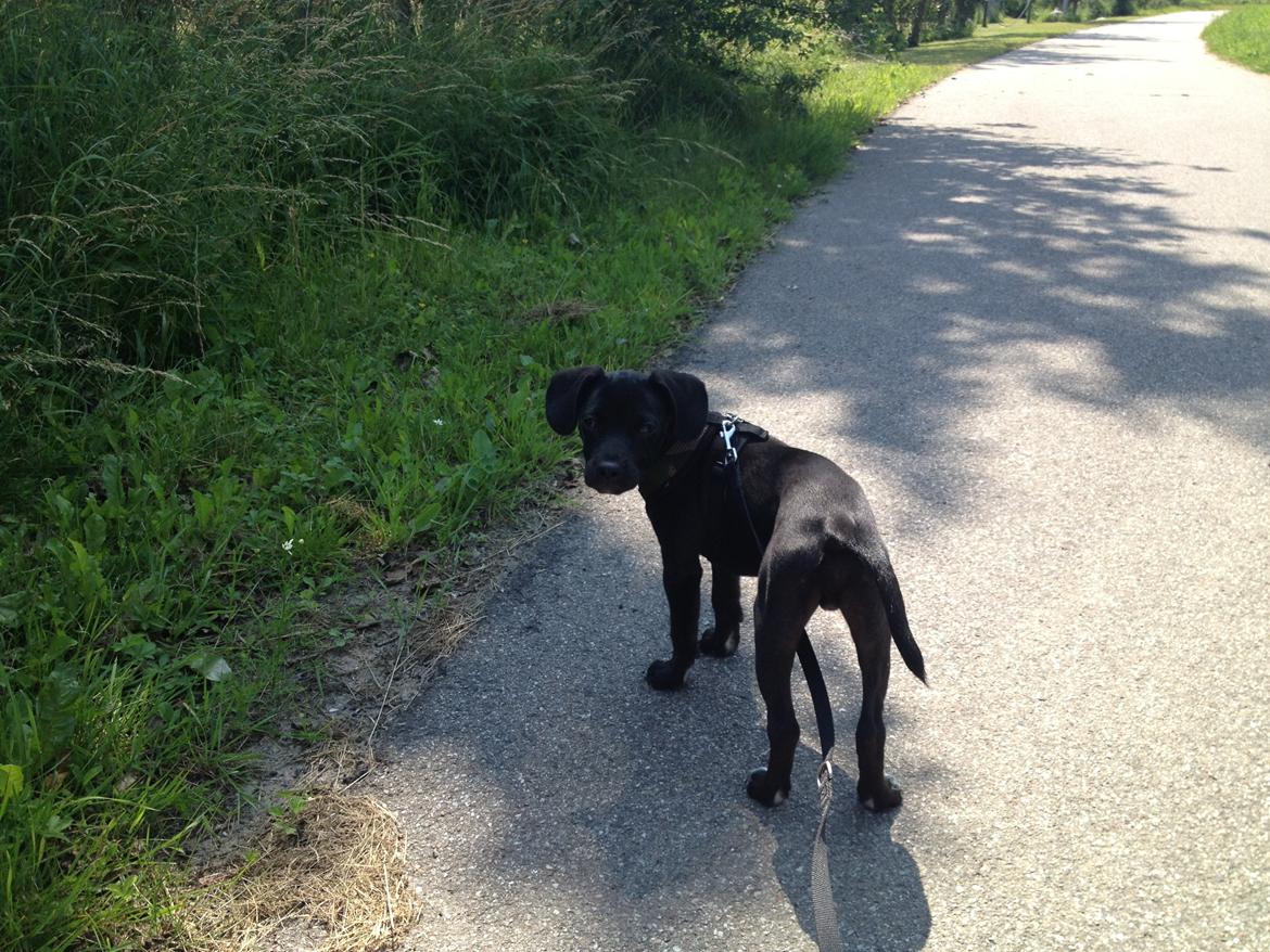 Blanding af racer Basse billede 11