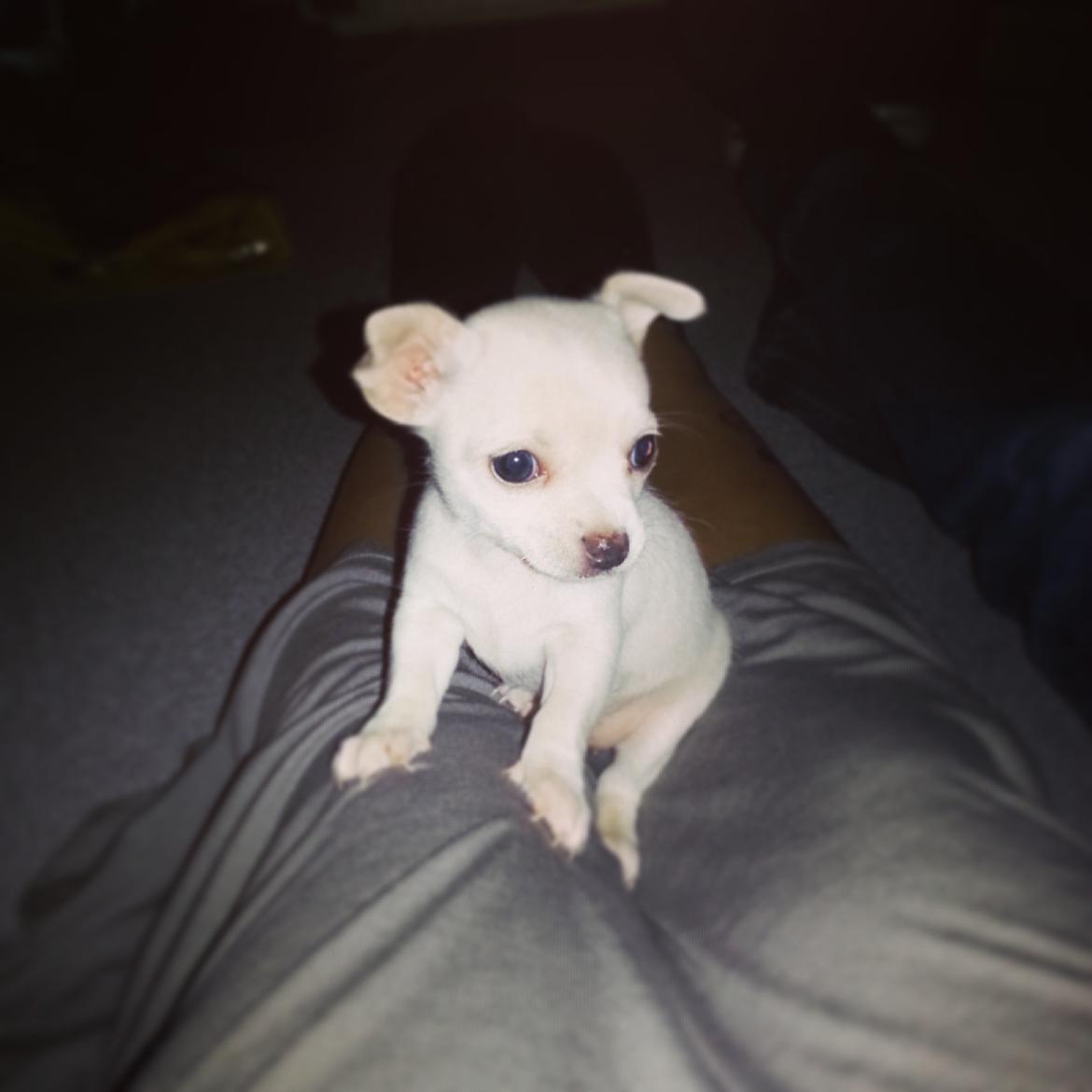 Chihuahua Shiro ("Hvid" på Japansk) billede 3