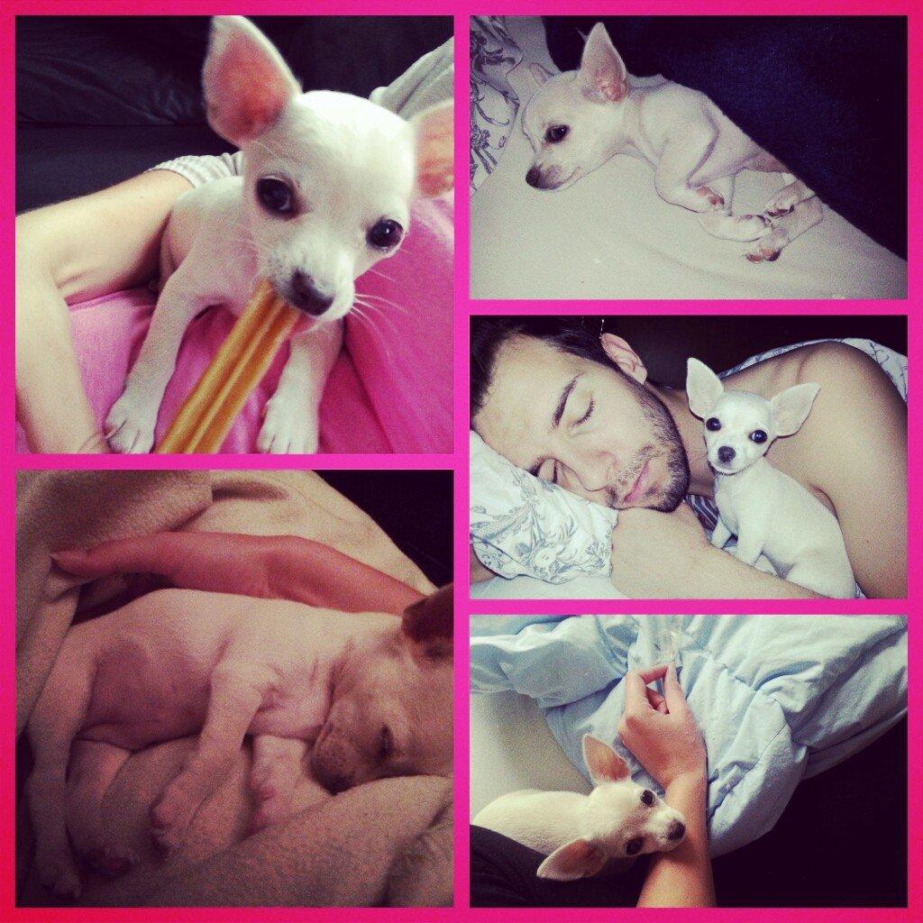 Chihuahua Shiro ("Hvid" på Japansk) billede 4