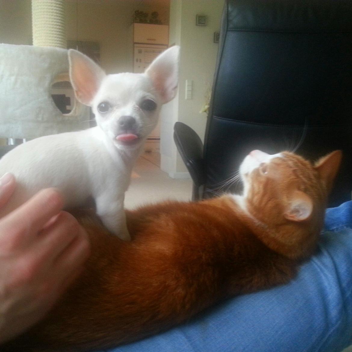 Chihuahua Shiro ("Hvid" på Japansk) billede 5