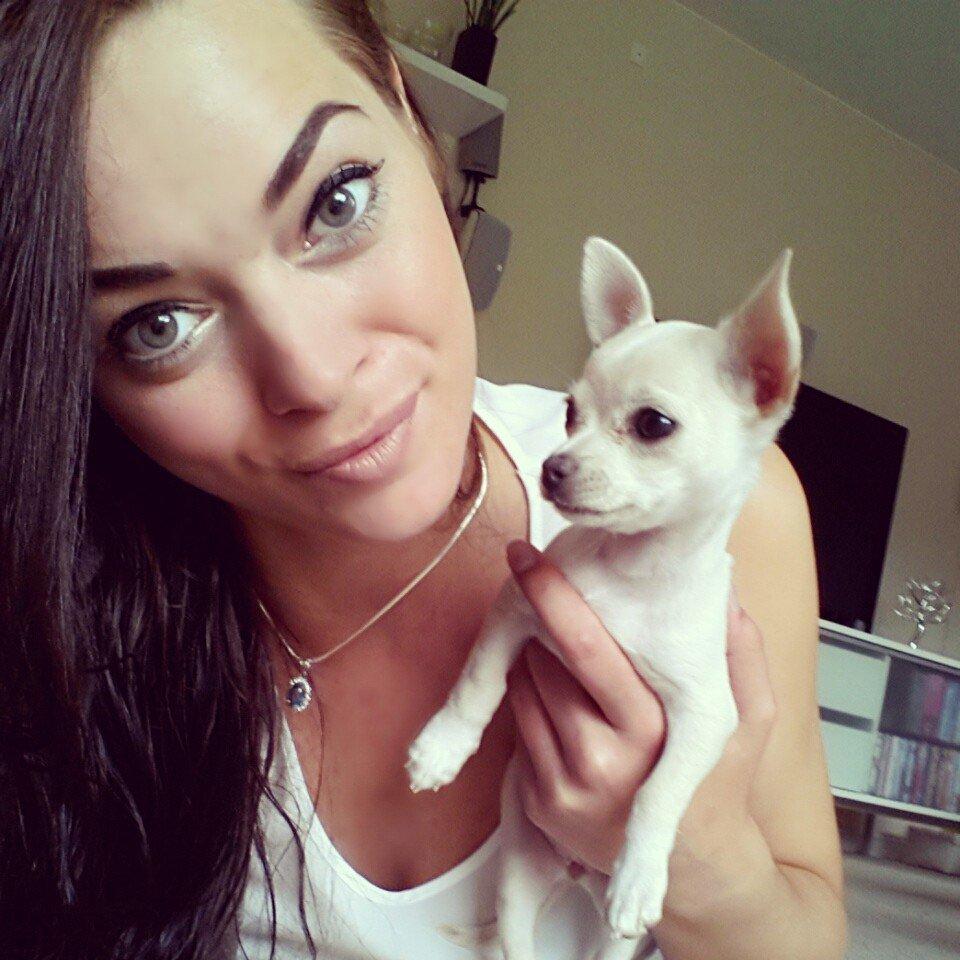 Chihuahua Shiro ("Hvid" på Japansk) billede 6