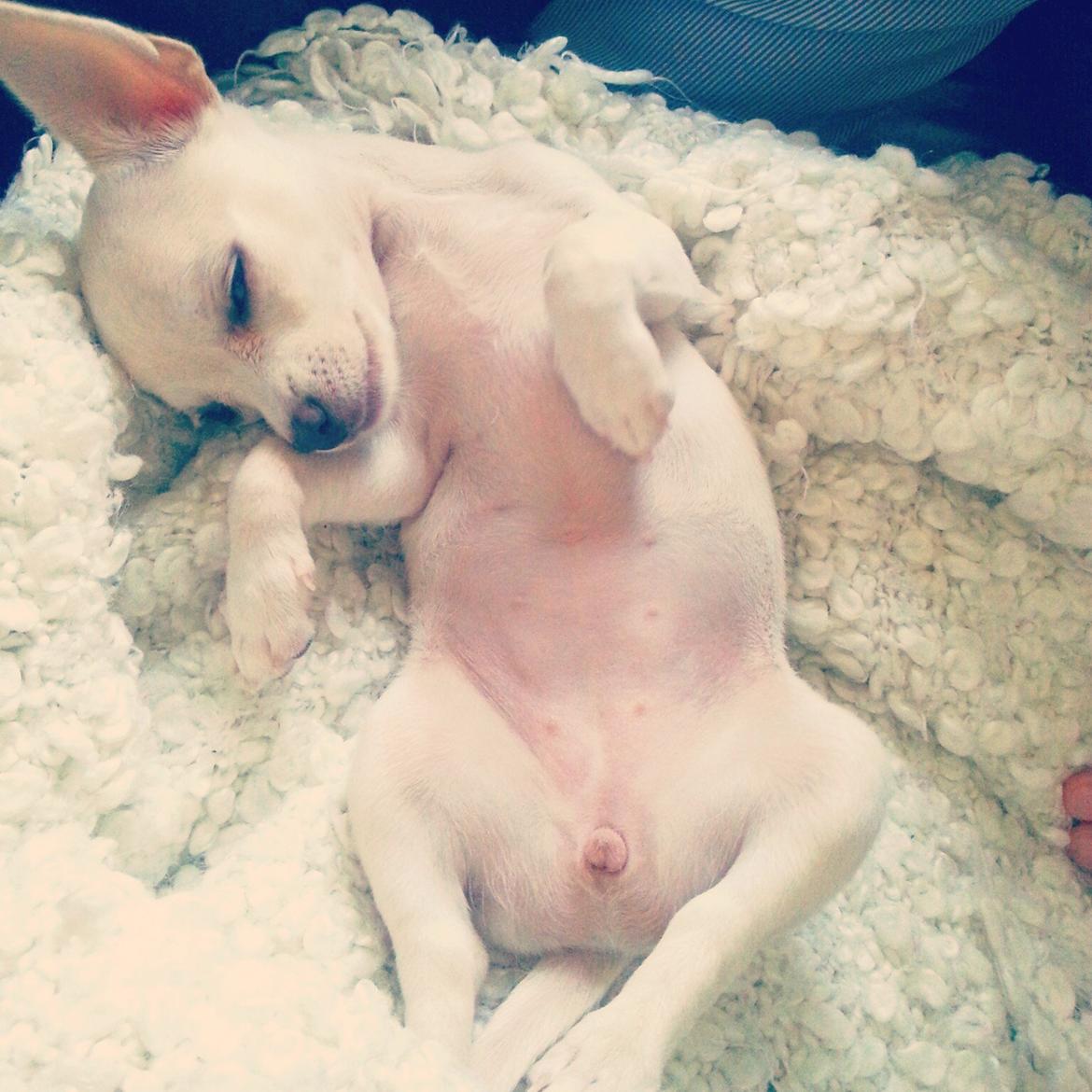 Chihuahua Shiro ("Hvid" på Japansk) billede 7