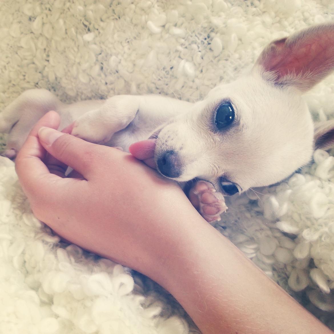 Chihuahua Shiro ("Hvid" på Japansk) billede 8